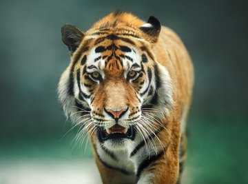 Tigers Mentality: 5 Lessons we Learn from Tigers