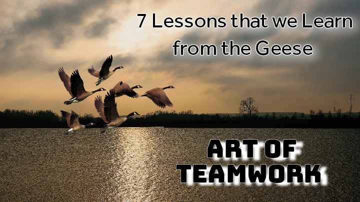 Art of Teamwork: 7 Lessons that we Learn from Geese