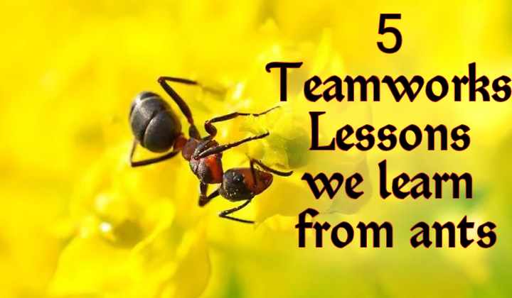 Ants Teamworks: 5 Teamwork Lessons we learn from Ants