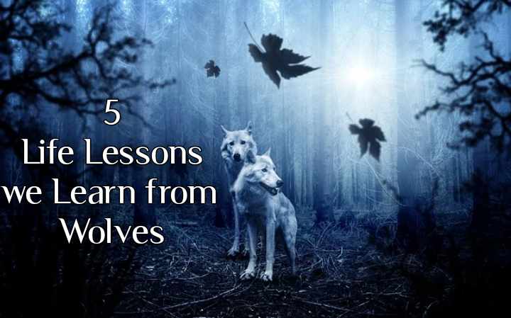 Wolf Mentality: 5 Life Lessons that we learn from the Wolves