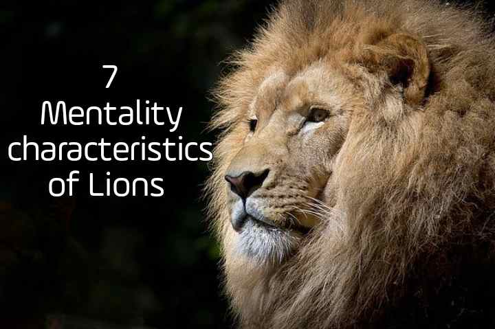 Lions Mentality: 7 Mentality Characteristics we Learn from Lions