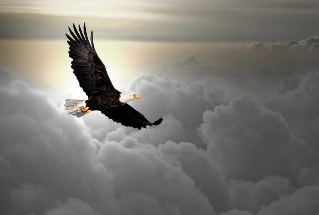 Eagle's Mentality: Mindset that helps & changes our Life
