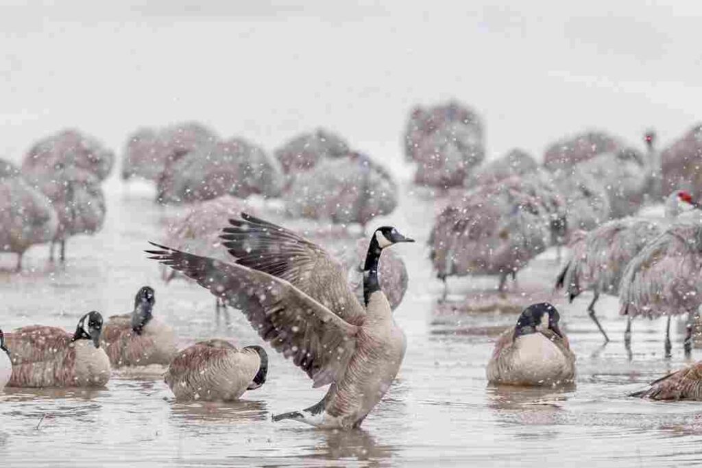 Art of Teamwork: 7 Lessons that we Learn from Geese