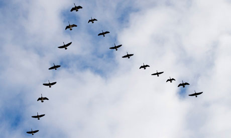 Art of Teamwork: 7 Lessons that we Learn from Geese