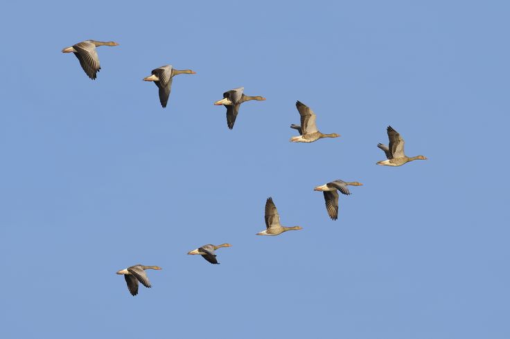 Art of Teamwork: 7 Lessons that we Learn from Geese