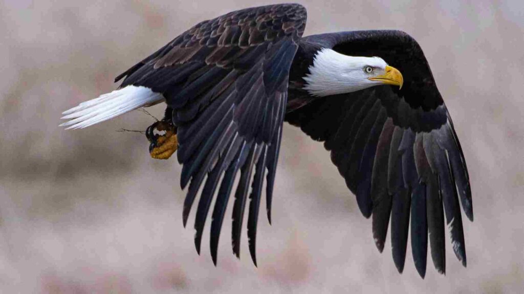 Eagle's Mentality: Mindset that helps & changes our Life