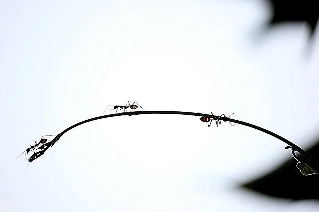 Ants Teamworks: 5 Teamwork Lessons we learn from Ants