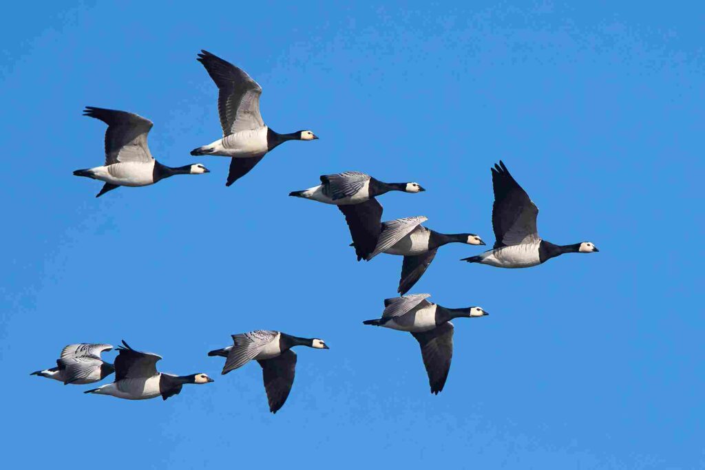 Art of Teamwork: 7 Lessons that we Learn from Geese