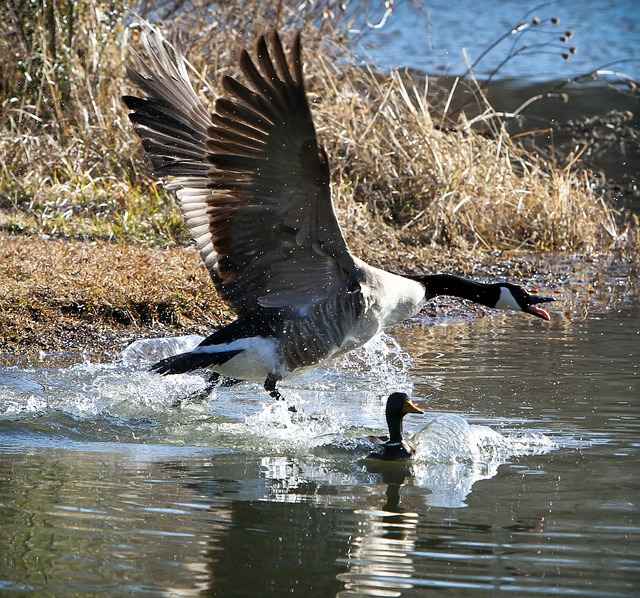 Art of Teamwork: 7 Lessons that we Learn from Geese