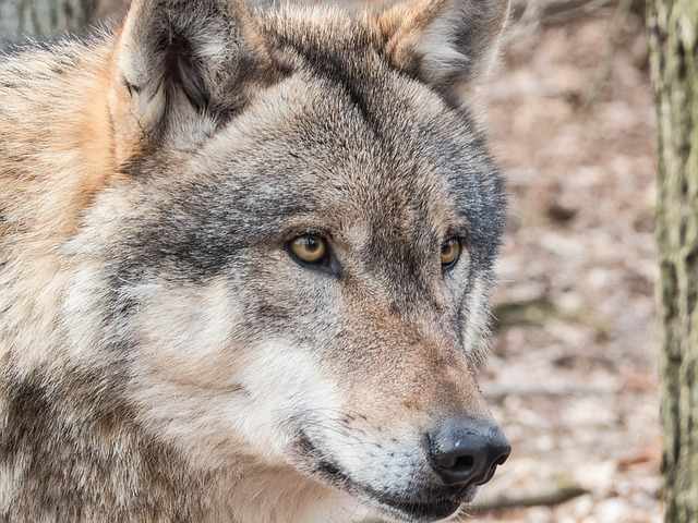 Wolf Mentality: 5 Life Lessons that we learn from the Wolves