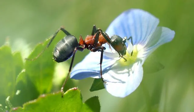 Ants Teamworks: 5 Teamwork Lessons we learn from Ants