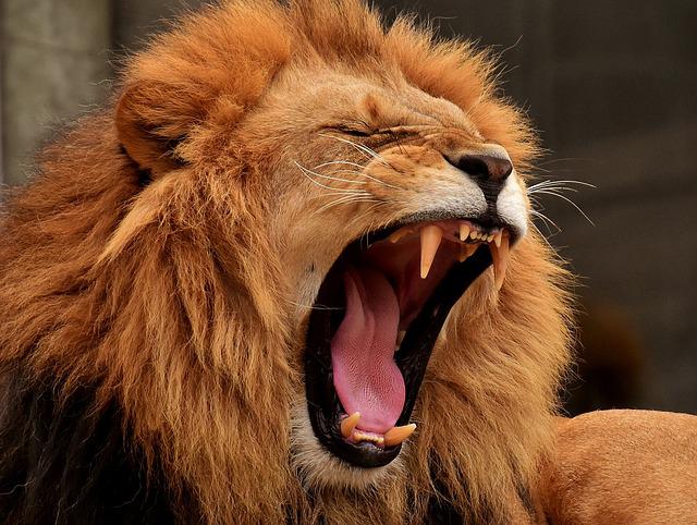 Lions Mentality: 7 Mentality Characteristics we Learn from Lions