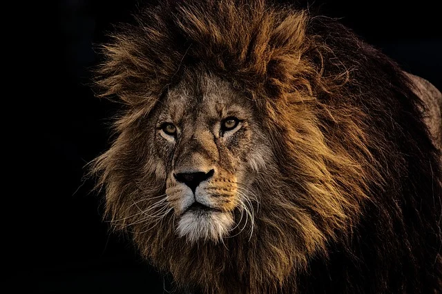 Lions Mentality: 7 Mentality Characteristics we Learn from Lions