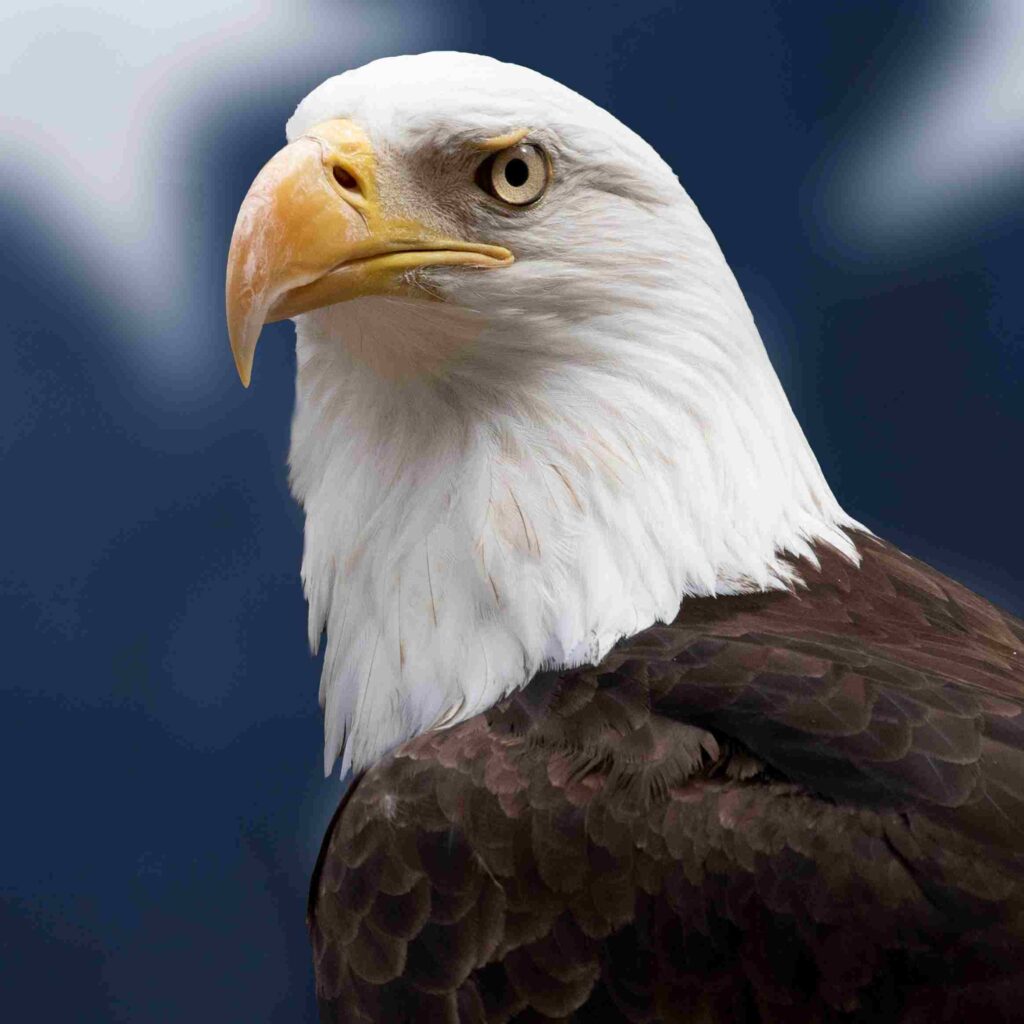 Eagle's Mentality: Mindset that helps & changes our Life