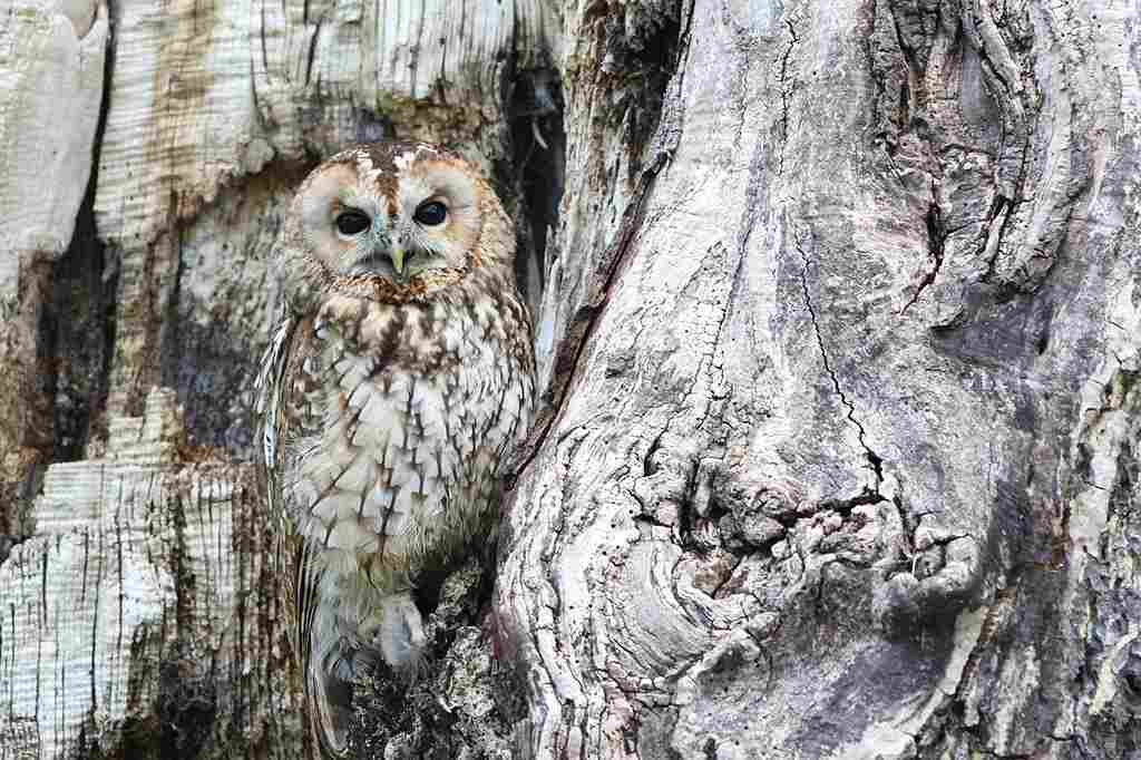 8 Facts an Owl Can Teach Us About Life