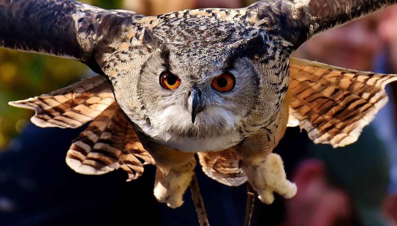 8 Facts an Owl Can Teach Us About Life