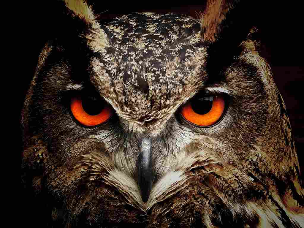 8 Facts an Owl Can Teach Us About Life