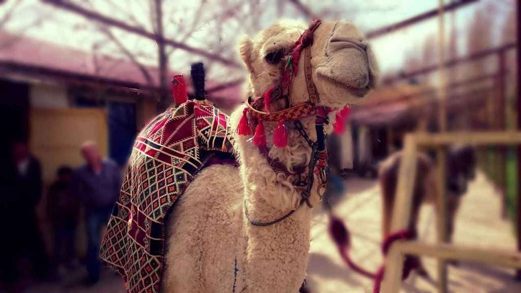 Six Life Lessons we can Learn from Camels