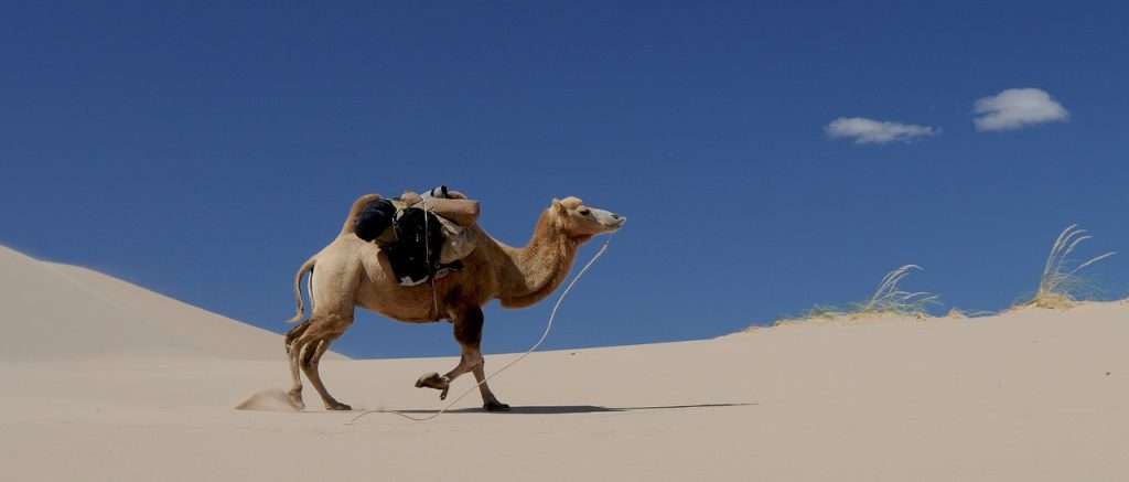 Six Life Lessons we can Learn from Camels