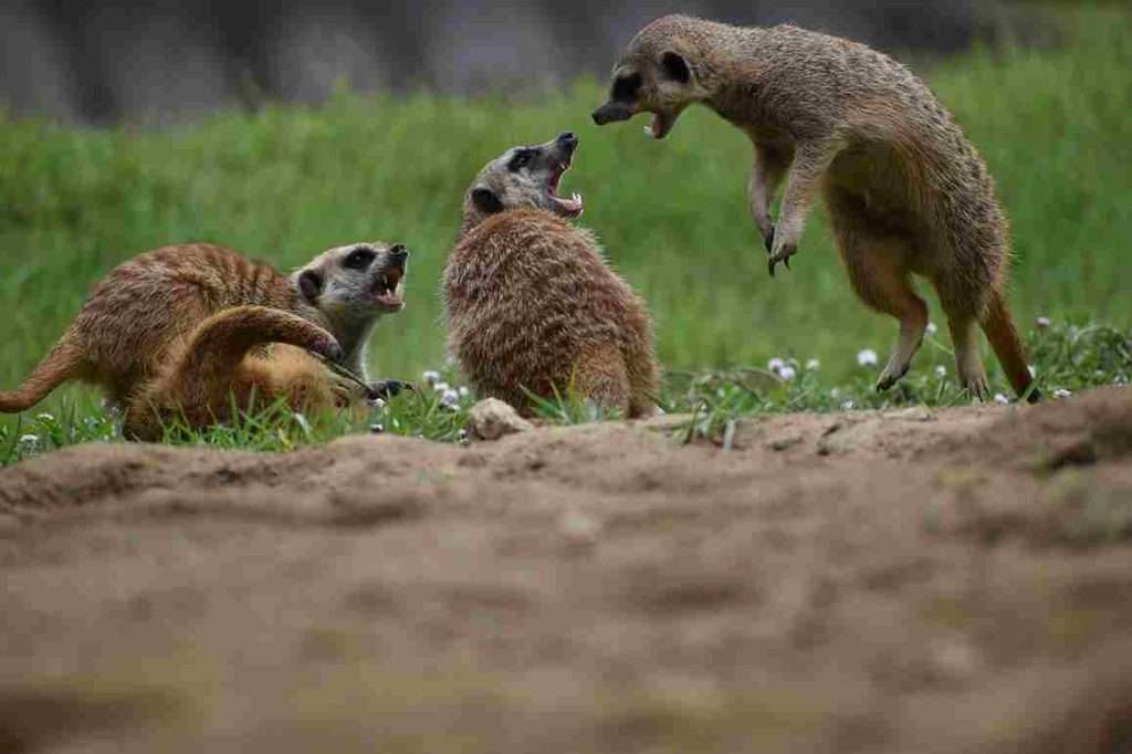 6 Lessons that We Learn from Meerkats