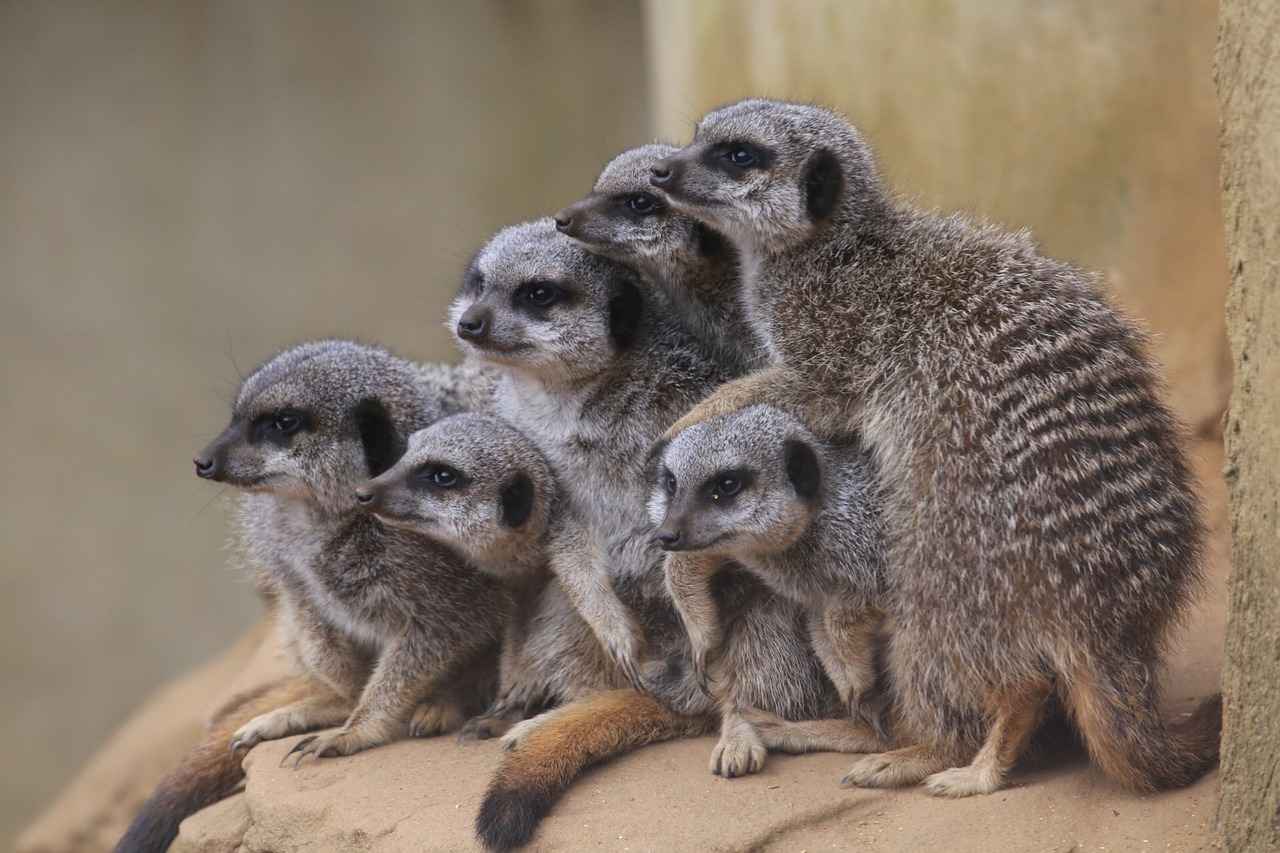 7 Lessons that We Learn from Meerkats