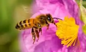 Lessons from the Hive: Discovering the Surprising Wisdom of Honeybees