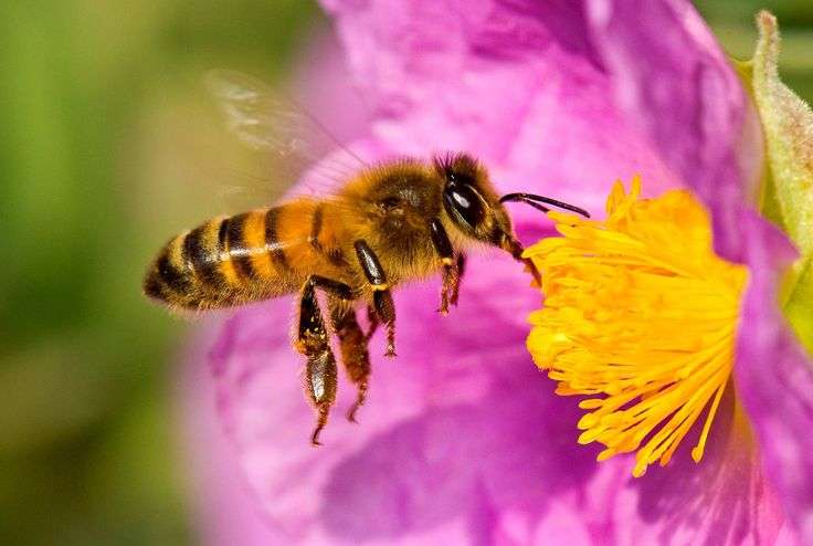 Lessons from the Hive: Discovering the Surprising Wisdom of Honeybees