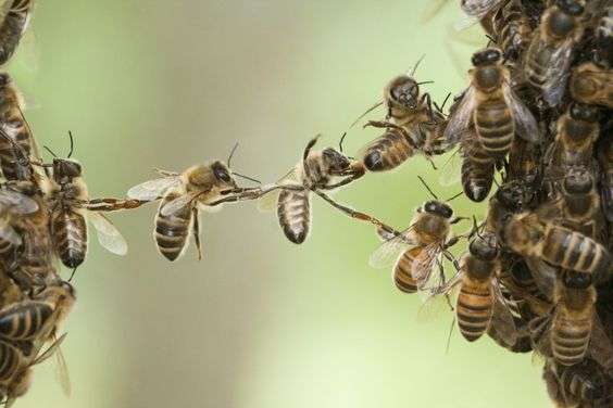 Lessons from the Hive: Discovering the Surprising Wisdom of Honeybees