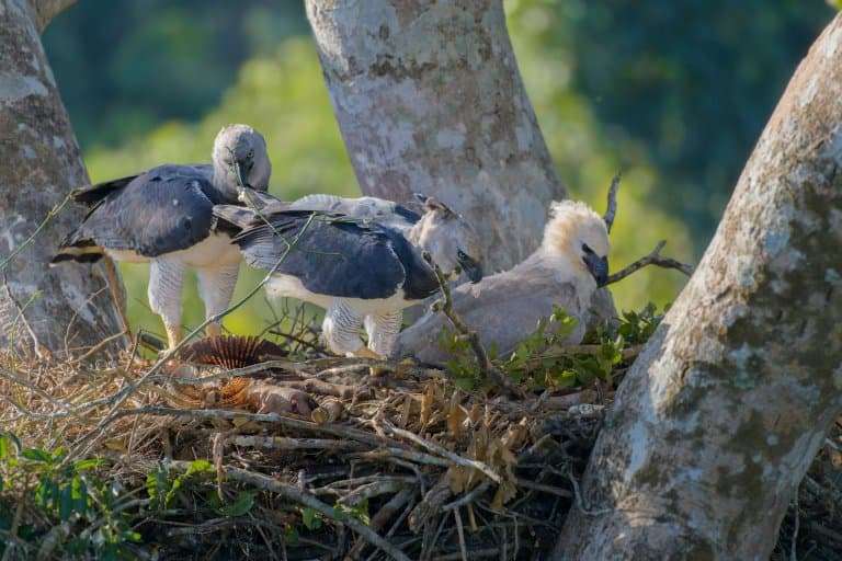 Mastering the Skies and Life: Lessons We Can Take Away from Observing Harpy Eagles