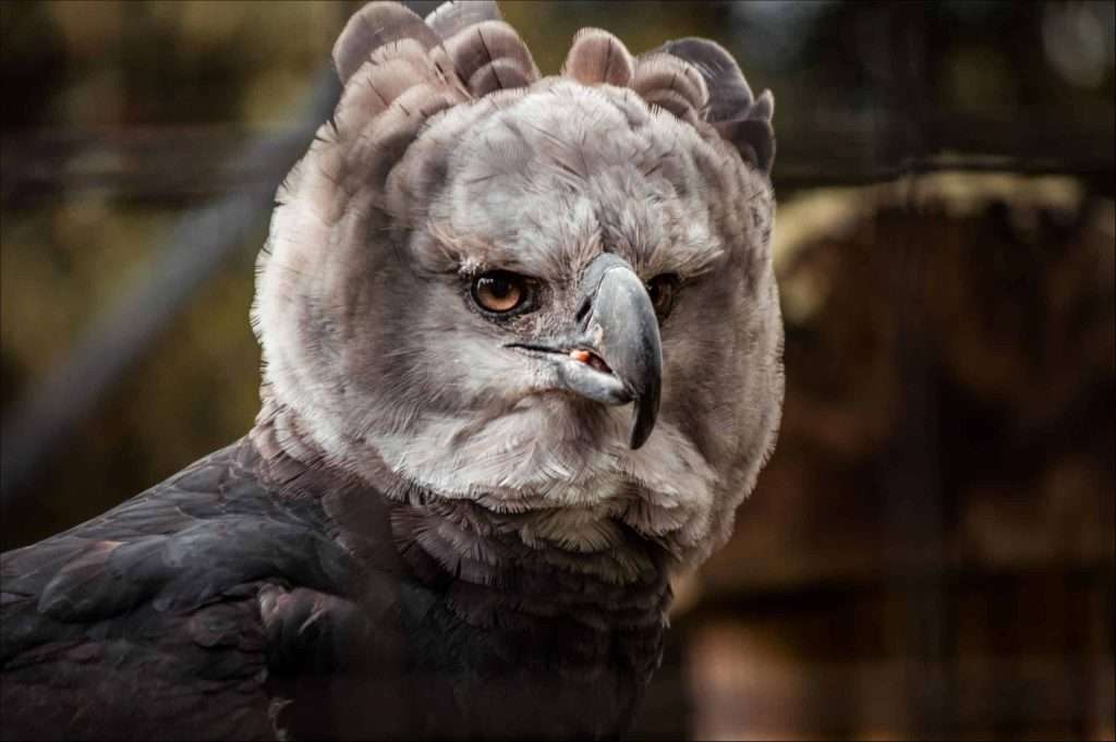 Mastering the Skies and Life: Lessons We Can Take Away from Observing Harpy Eagles